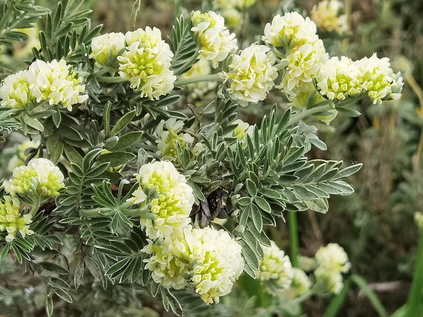 Anthyllis barba-jovis